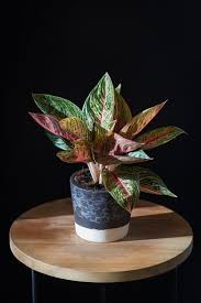 Find care tips here to keep this jazzy beauty healthy & strong. 48 Stunning Aglaonema Varieties Chinese Evergreen Types