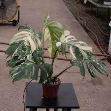 Image result for Selago albomarginata