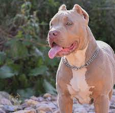 xlk hoot rb lilac dogs american bully pitbull american bully