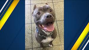 Many breeds available, even puppies and kittens. Dog Finally Adopted After More Than 1 000 Days At Valley Animal Center Abc30 Fresno