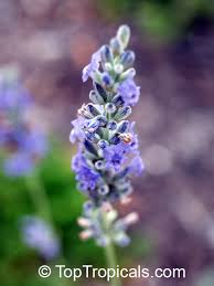 Image result for Lavandula angustifolia Vera