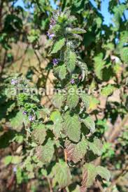 Image result for Mesosphaerum suaveolens
