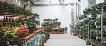 Grande Vente De Plantes A L Hotel Dieu Ce Week End