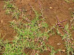 Image result for Paspalum vaginatum