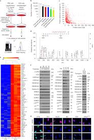 Acara sehingga dapat mengantarnya ke ppm manajemen di tugu tani. Kdm4 Orchestrates Epigenomic Remodeling Of Senescent Cells And Potentiates The Senescence Associated Secretory Phenotype Nature Aging