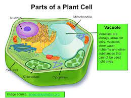 Providing the cell with mechanical protection and shielding the cell from the chemically harsh environment, provided by the secondary wall layer. Parts Of A Plant Cell Vacuole Mitochondria Nucleus Ppt Video Online Download