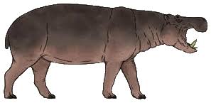 Image result for Hippocratea crenata