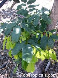 Image result for Pseudospondias