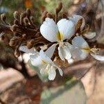 Image result for Baphia bequaertii