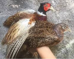 Ayam Hias Ringneck Pheasant Merah Jual Beli Hewan Jadi Mudah