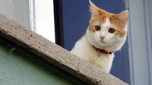 Kedi Yasi Nasil Hesaplanir Bir Kedinin Kac Yasinda Oldugunu Nasil Anlariz
