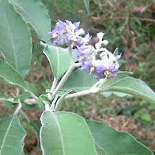 Image result for Solanum mauritianum