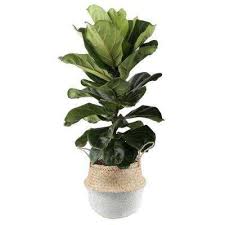 Indoor Plants Plants Garden Flowers The Home Depot In 2020 Fiddle Leaf Fig Floor Plants House Plants Indoor