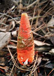 Image result for Mutinus elegans