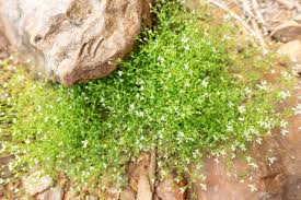 Image result for Polycarpaea