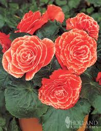 Image result for Begonia elatostemmoides