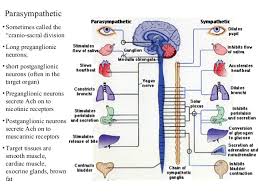 Ans Sympathetic And Parasympathetic