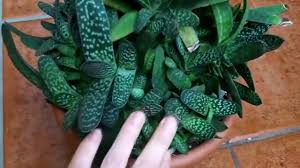 Gasteria carinata (bredasdorp gasteria) is a stemless, highly variable succulent with dark green leaves spirally arranged or sometimes. How To Care For Gasteria Succulent Plants Youtube