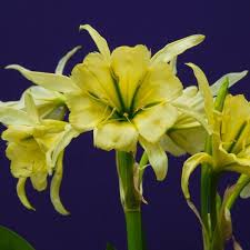Hymenocallis Sulphur Queen Das Gelbe Schonhautchen Ismene Bringt Farbe Und Duft In Den Sommergarten Pflanzzeit Ist Im Pflanzen Sommergarten Pflanzzeit