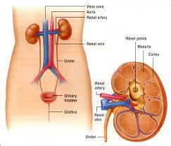 Human Body Systems Rumney Marsh Academy Science Revere