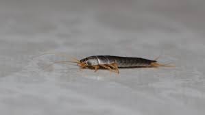 Silberfische im haus oder in der wohnung sind kein seltenes phänomen. Silberfische In Der Kuche Woher Kommen Die Tierchen