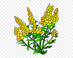 We did not find results for: Nebraska State Flower Kentucky State Flower Clipart Free Transparent Png Clipart Images Download