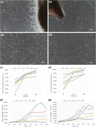 Maybe you would like to learn more about one of these? Establishment And Biological Characteristics Of Fibroblast Cell Lines Obtained From Wild Corsac Fox Springerlink