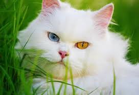 Kucing persia yang berbulu indah, cemberut, dan berwajah datar ini adalah kucing cantik yang hadir dalam banyak warna, termasuk putih. Gambar Kucing Putih Lucu Dan Imut Fanicat