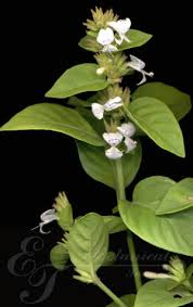 Image result for Isoglossa