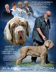 Mastiff neapolitan dog breeds massive breed weird dogs puppies grey fang temperament history personality female. Baby Blue Kennels Producing Neapolitan Mastiff Puppies With Lots Of Wrinkle Bone And Mass Baby Blue Kennels