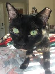 Spayed cat spayed cat can happen because of several reasons. Notched Ear Thecatsite