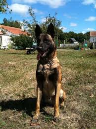 Personal Protection Dogs For Sale Personal Protection Dog Training Www Deltak9 Com Belgian Dog Malinois Dog Belgian Malinois Dog