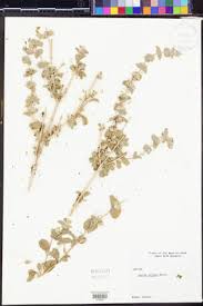 Image result for Leucas fulvipila