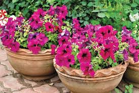 Flowers are the splendid creations of nature that help express love and bind relations together. Gardening What Plants Can I Grow On My Roof In Karachi Newspaper Dawn Com