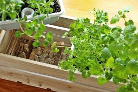 So Legst Du Einen Krautergarten In Der Kuche An Krautergarten Anlegen Garten Petersilie Pflanzen