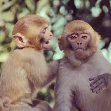 Rhesus Monkey Rhesus Monkey Beautiful Nature Monkey