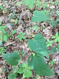 Image result for Tragia shirensis