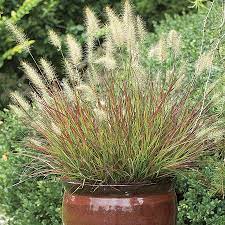This plant forms an evergreen clump of green foliage with burgundy highlights, 2 feet high and 3 feet wide. Pennisetum Burgundy Bunny Wayside Gardens