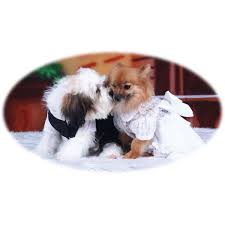 Check spelling or type a new query. Doggy Dolly Dst003 Brautkleid Fur Hunde Weiss Hunde Haustier Memorial Cards Ie