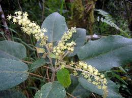 Image result for Erythroxylum platycladum