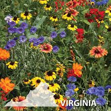 While tornadoes are not uncommon in virginia in the summer, spring is generally more active. Virginia Blend Wildflower Seed Urban Farmer