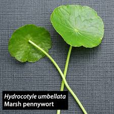 Image result for Centella glabrata