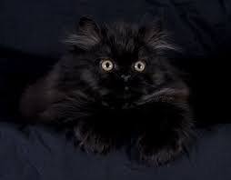 They do enjoy to play games but tend to be a more quiet and docile cat breed. Black Persian Kittens Black Persian Cats Doll Face Persian Kittensdesigner Persian Kittens For Sale Luxury Kittens 660 292 2222 660 292 1126 Shipping Available