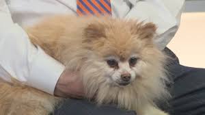 Pomeranian puppies are small dogs that are active, agile, obedient, and friendly. Adopt A Pet Today Wcnc Com