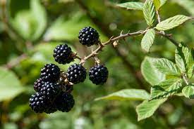 When you search on ebay for plants and seedlings, the listings will inform you of what conditions are prudent for that particular plant. Blackberry Propagation Growing Blackberries From Cuttings