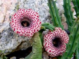 Image result for Huernia hislopii