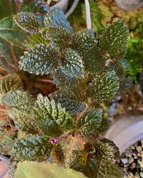 Image result for Nervilia petraea