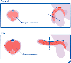 How To Get An Erection Faster And Stay Hard Longer - K Health