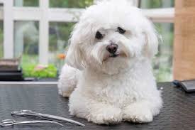 Quiet Small Breed Dogs Top Ten Choices Type what you see in the image quiet small breed dogs top ten choices