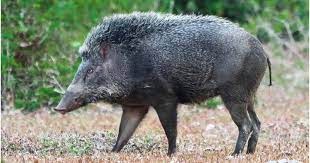 Hewan yang hidup di semak dan hutan ini, sering menyatroni ladang petani dimalam hari. 10 Cara Menghalau Babi Daripada Merosakkan Tanaman Yang Ramai Tidak Tahu Ardyatanjong